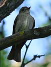 Western wood pewee