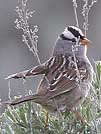 White crowned sparrow