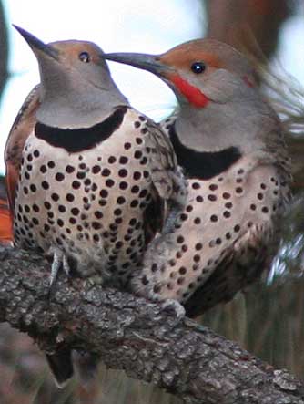 Picture of mating birds - northern flickers