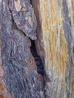 Picture of northern flicker in nest cavity