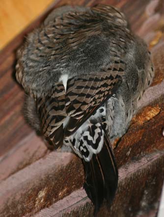 Picture of sleeping bird - northern flicker