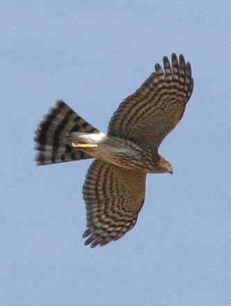 Northern goshawk picture