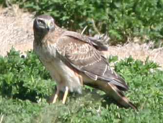 Northern harrier female