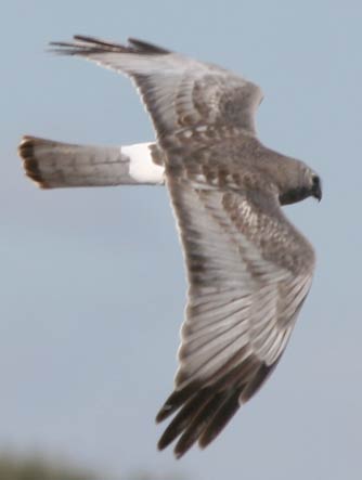 Northern harrier male or Circus cyaneus