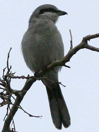 Picture of Northern shrike or Lanius excubitor