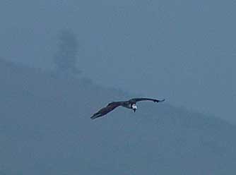 Picture of osprey in flight