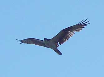 Picture of osprey soaring overhead