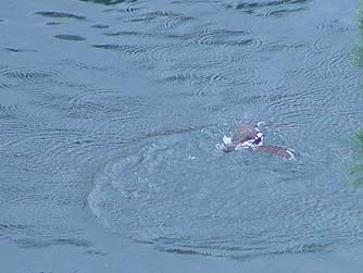 Picture of an osprey diving for fish