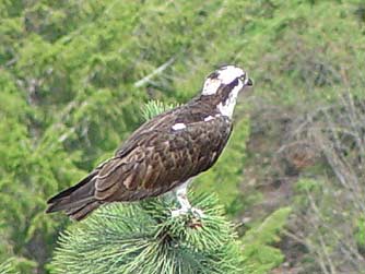 Osprey or Pandion haliaetus perched over water