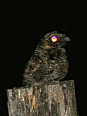 Common poorwill or Phalaenoptilus nuttallii 