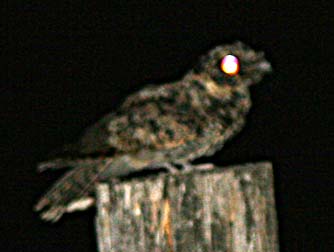 Common poorwill or Phalaenoptilus nuttallii