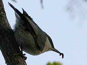 Picture of a pygmy nuthatch eating a caterpillar