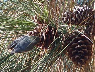 Pygmy nuthatch extracting seeds from ponderosa pine cones