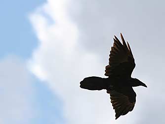 Flying common raven - Corvus corax