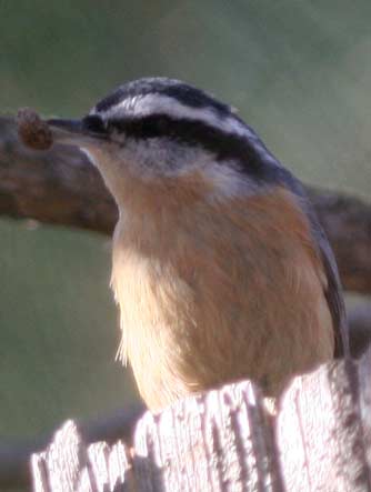 Red-breasted nuthatch or Sitta canadensis with a ponderosa pine seed