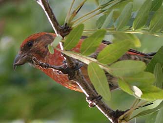 Red crossbill or Loxia curvirostra picture