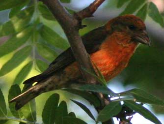 Red crossbill or Loxia curvirostra