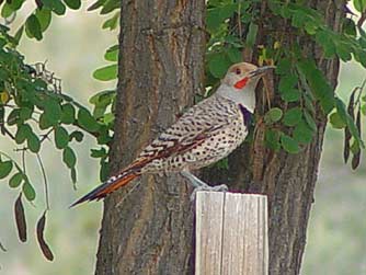 Picture of a male red-shafted northern flicker