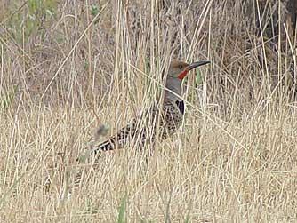 Picutre of Northern Flicker or Colaptes auratus
