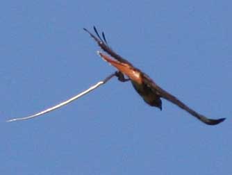 Red-tailed hawk soaring picture - Buteo jamaicensis