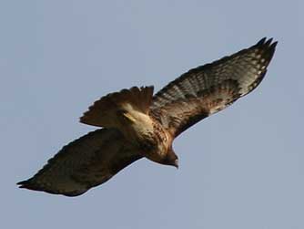Red-tailed hawk soaring picture - Buteo jamaicensis