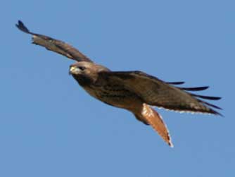 Picture of a red-tailed hawk flying
