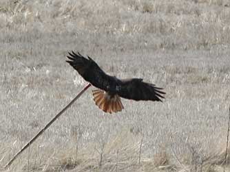 Picture of red-tailed hawk in Eastern Washington
