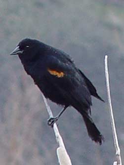 Picture of a red-winged blackbird on cattail
