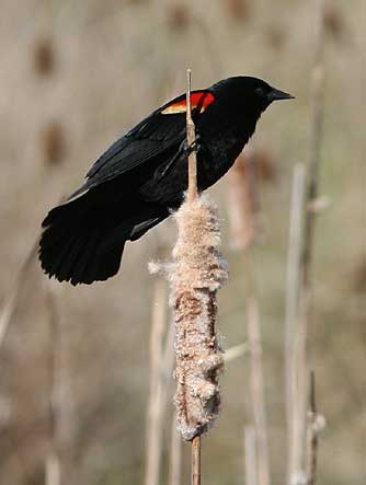 Red-winged blackbird male - Agelaius phoeniceus