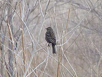 Picture of a female red-winged blackbird
