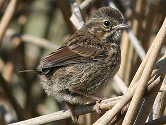 Young red-winged blackbird