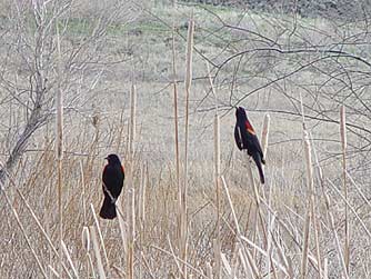 Picture of red winged blackbirds in a cattail marsh