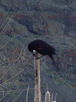 Picture of a red-winged blackbird eating an insect
