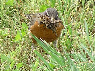 Picture of American robin gathering nest materials