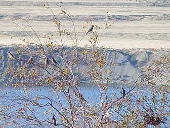 Picture of robins in fall