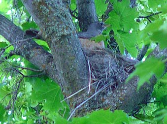 Picture of an American robin on her nest - Turdus migratorius