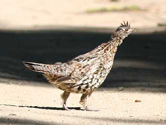 Picture of a ruffed grouse