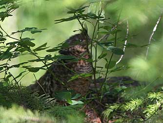 Ruffed grouse hen - Bonasa umbellus affinis