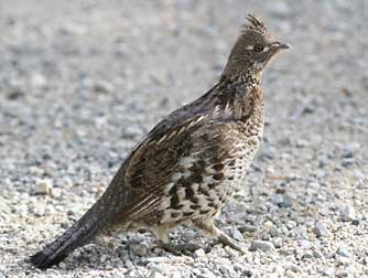 Picture of ruffed grouse or Bonasa umbellus affinis