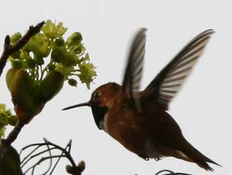 Rufous Hummingbird flying