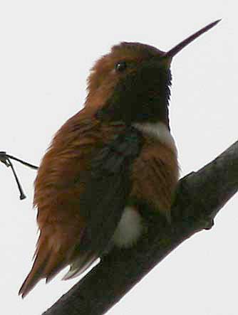 Rufous Hummingbird male - Selasphorus rufus 