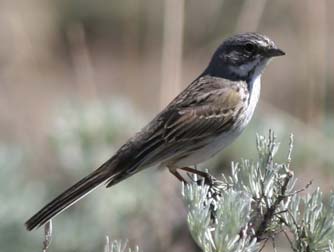 Sage sparrow