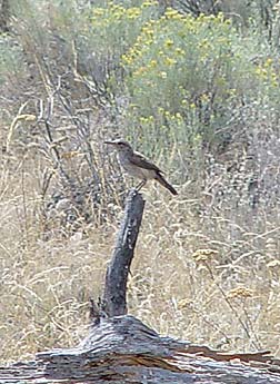 Picture of sage thrasher