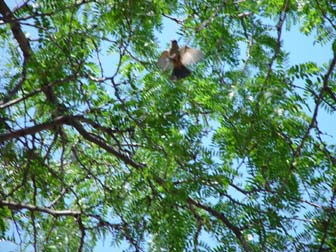 Say's Phoebe flying