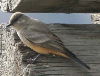 Say's Phoebe perching