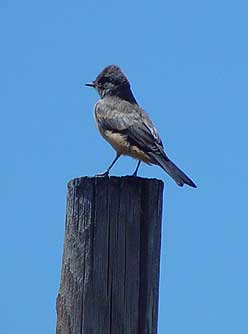 Picture of Say's Phoebe perched on a fence post