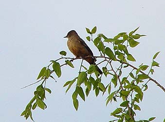 Picture of Say's phoebe perched in a hackberry