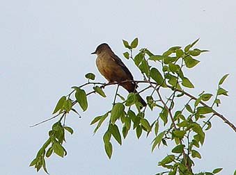 Picture of Say's Phoebe perched in a hackberry