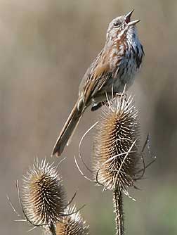 Picture of a song sparrow singing
