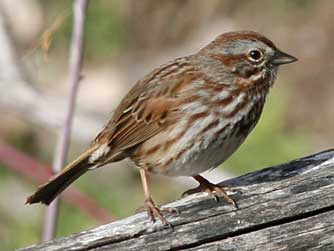 Song Sparrow picture - Melospiza melodia
